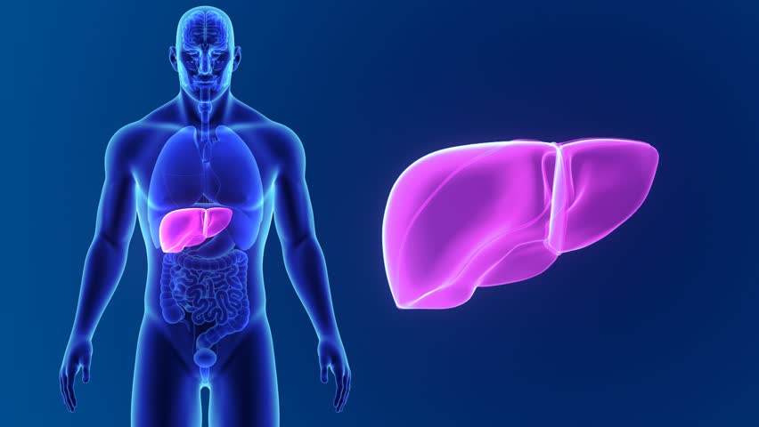 Header of liver