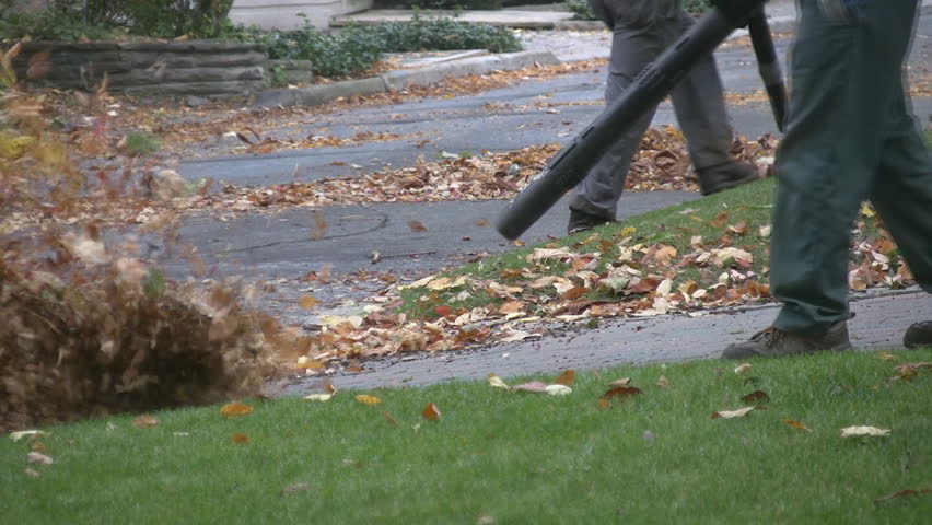 Blowing Leaves Stock Footage Video 1611901 | Shutterstock