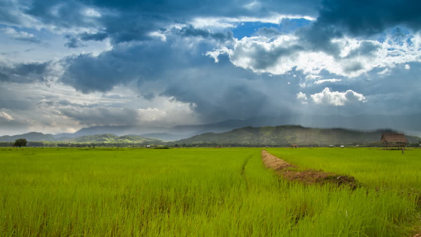 Time Lapse : Rice Farming In The Rainy Season In Thailand. Stock ...