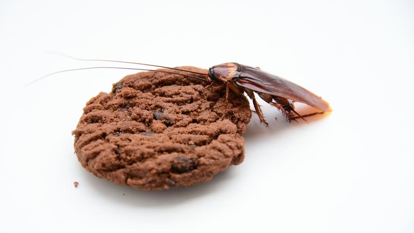 Cockroach Stock Footage Video | Shutterstock