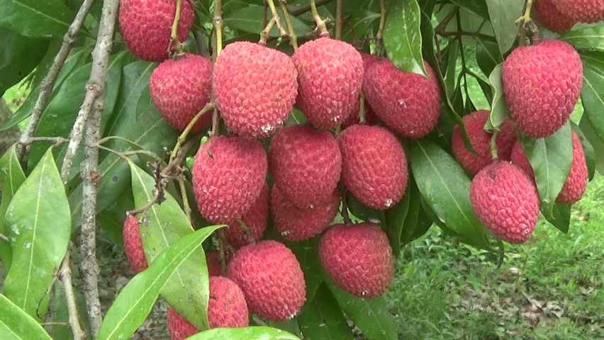Header of litchi