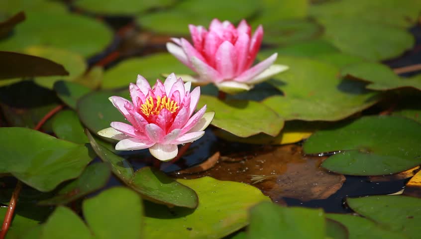Time Lapse Lotus Bloom Stock Footage Video 1217662 Shutterstock Bee On Violet Lotus Flower Hd Stock Footage Clip