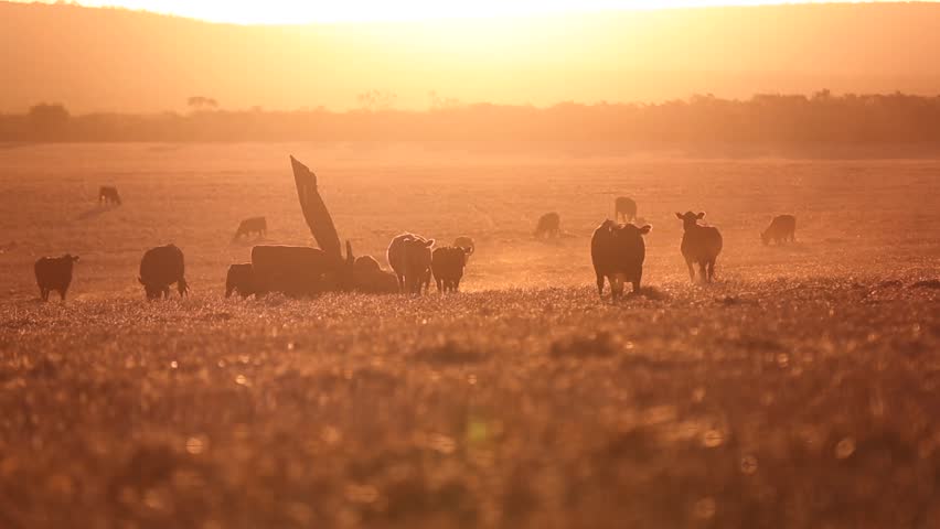 Header of barker