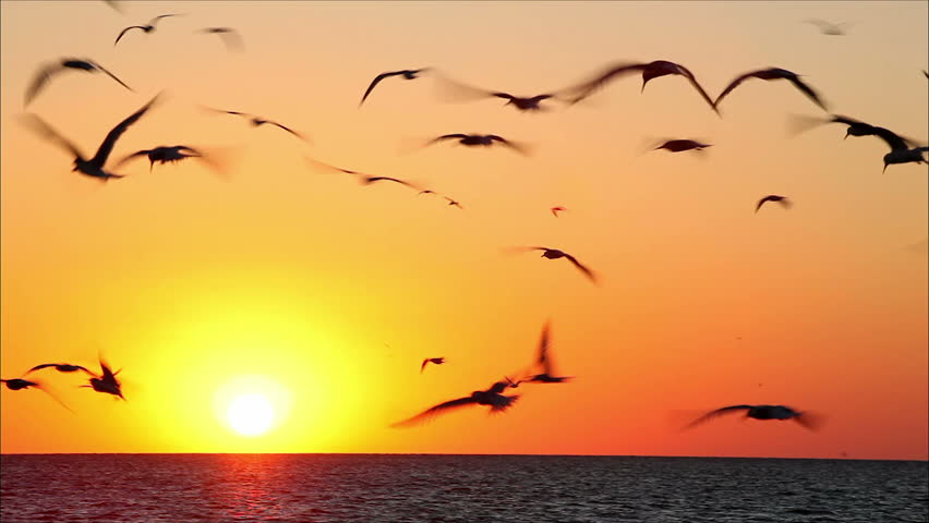 Background Flying Birds Images Hd