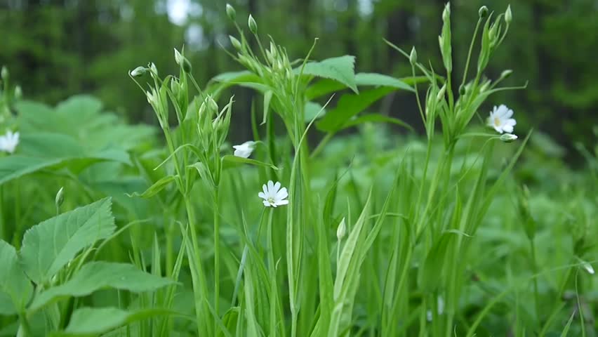 Header of Stellaria