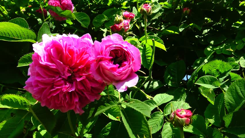 Header of taxonomy
