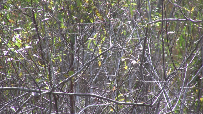 Watch Follow That Camel HD 1080P