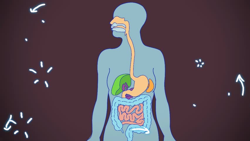 Digestive System Animation Stock Footage Video (100% Royalty-free