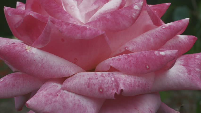 Header of garvey