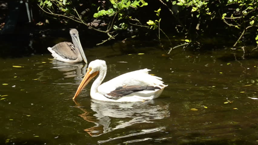 Header of American White Pelican
