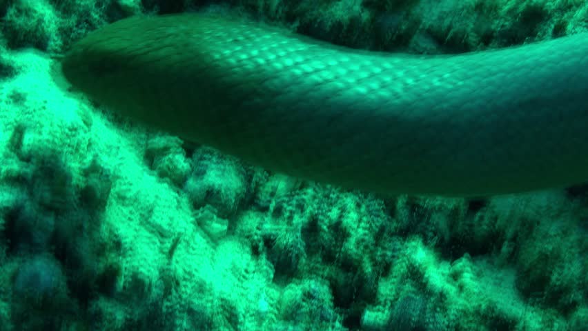 Venomous Olive Green Sea Snake Stock Footage Video (100% Royalty-free ...