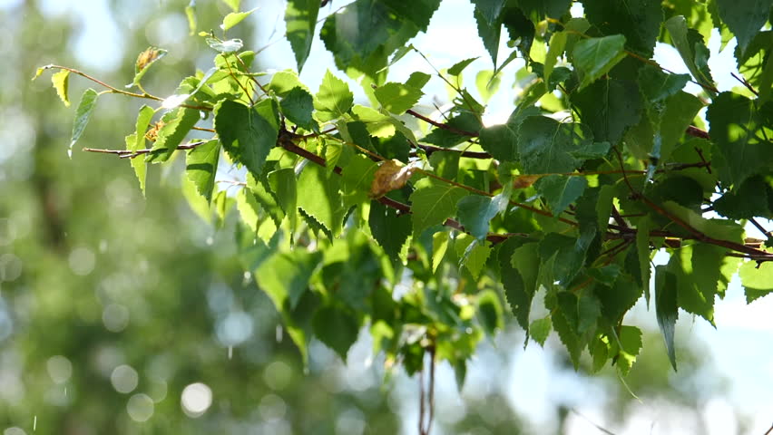Olive Green Tree Leaves Growing In The Garden Natural Sunny Wood Birch Rain And Sun Hd Stock Video Clip