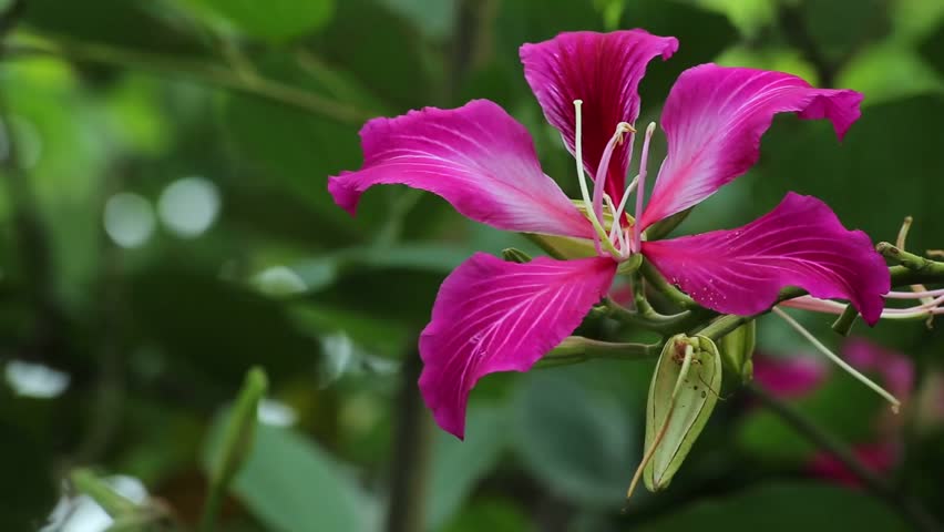 Bauhinia X Blakeana, Hong Kong Orchid Tree (The Flower Is The Symbol On ...