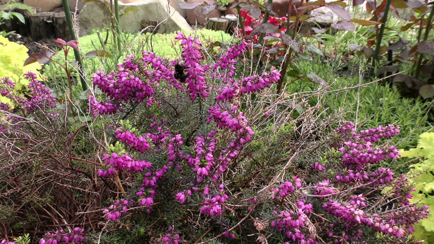 Header of calluna