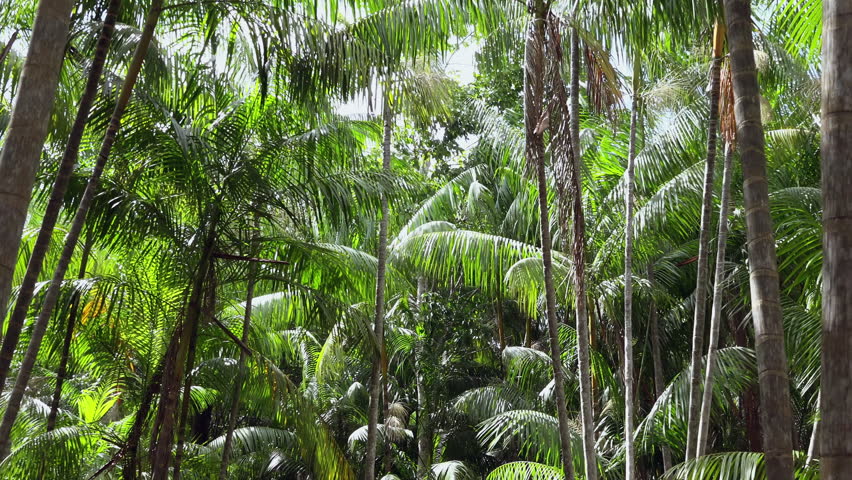 Rain Falling In The Amazon Rainforest, Ecuador Stock Footage Video ...