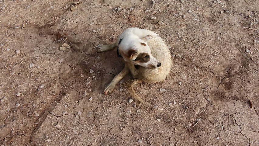 Header of muddy