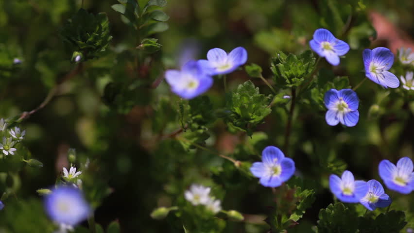 Header of Veronica