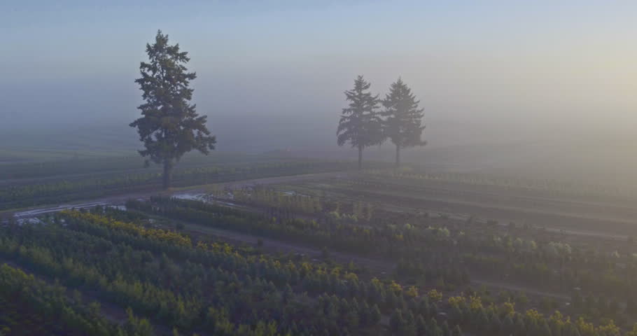 Mist over the forest and trees in Oregon image - Free stock photo ...