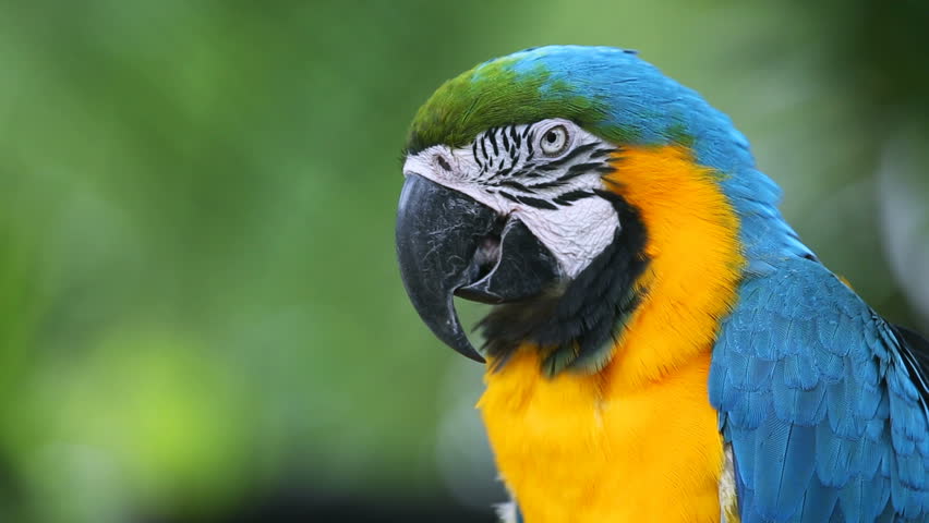 Blue Yellow Macaw Parrot. Blue Golden Macaw Parrot. Ara Ararauna ...