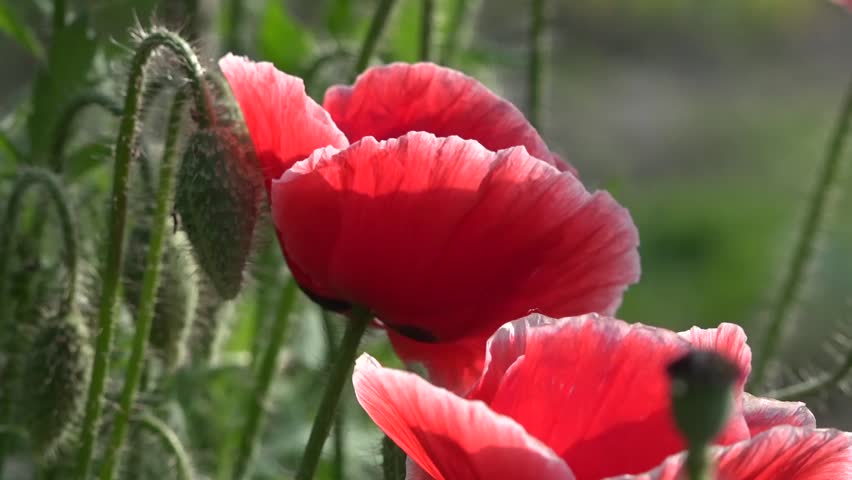 A Delicate Flower Poppy Buds Blossom In Stock Footage Video 100