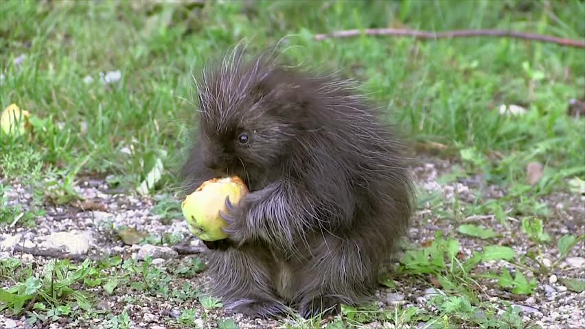 Stock video of the cutest baby north american porcupine | 2870452 ...