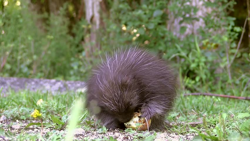 The CUTEST Baby North American Porcupine (Erethizon Dorsatum) Nursing ...