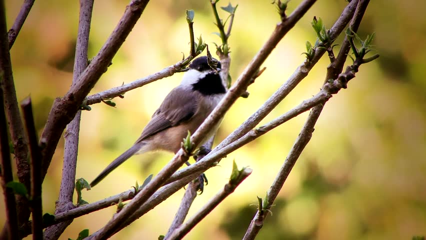 Header of chickadee