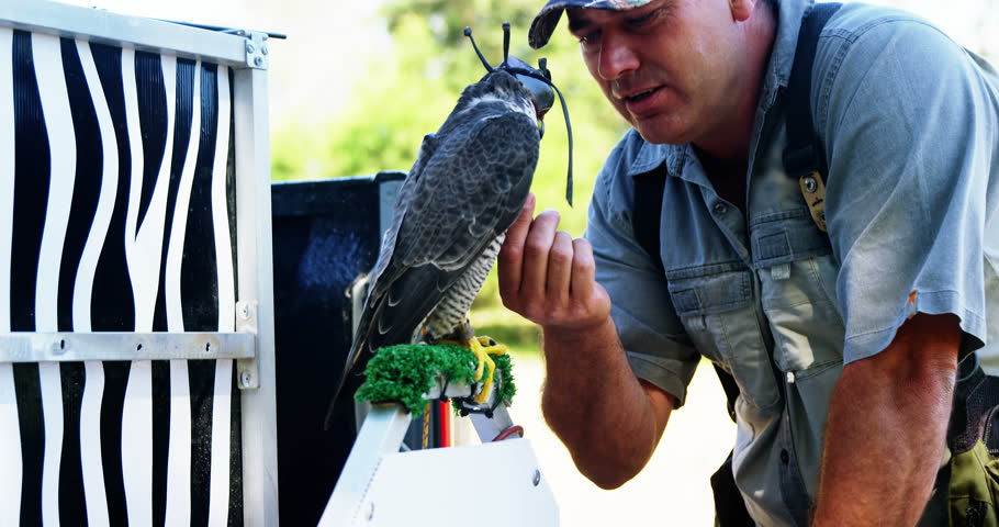 Header of Falconer