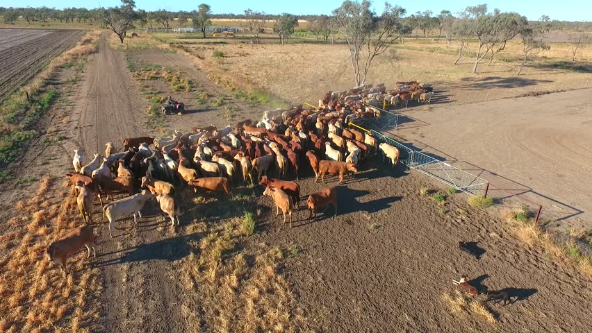 Aerial Cattle Muster, Aerial View In Outback Australia, More Than 500 ...