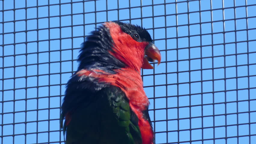 Header of lory