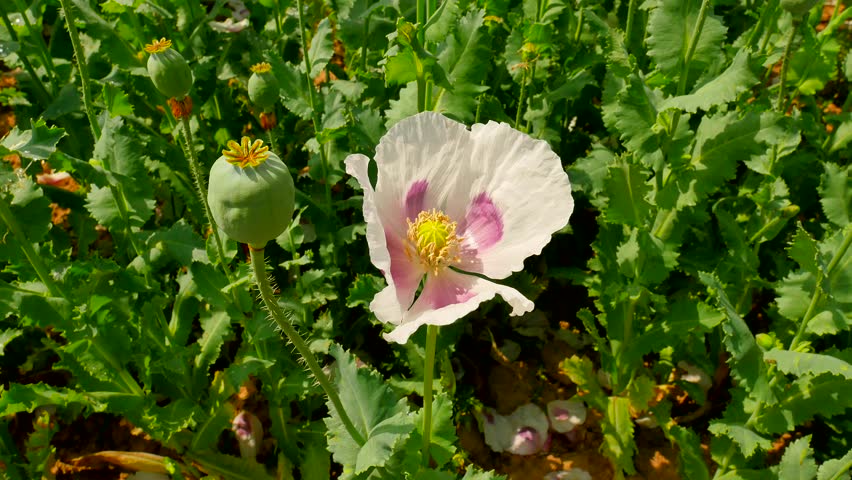 Stock video of poor harvest of poppy seed. view | 29251372 | Shutterstock