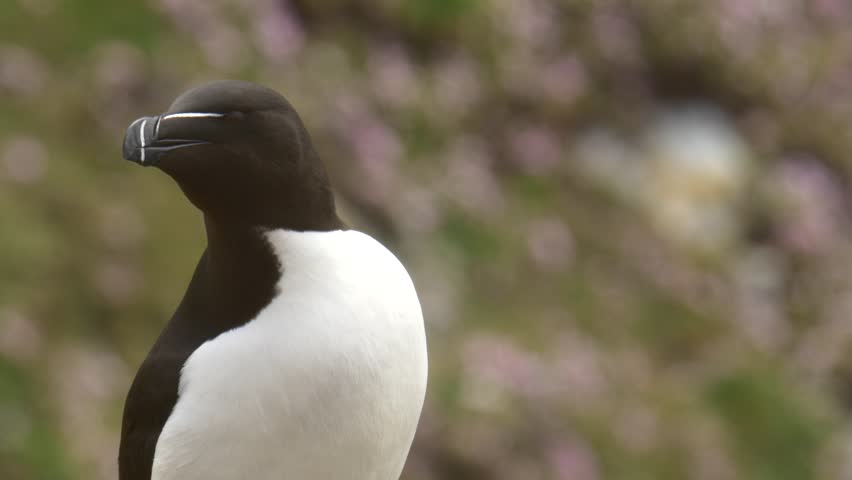 Header of seabird