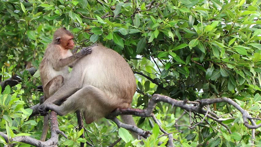 Footage Of Wild Proboscis Monkey At Mangrove Forest Jungle In Sandakan ...