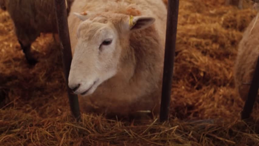 Header of fleece