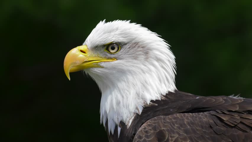 American Bald Eagle (Haliaeetus Leucocephalus) Is The National Bird And ...