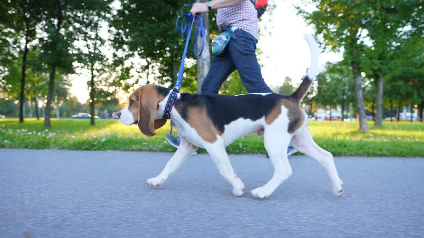 beagle walk