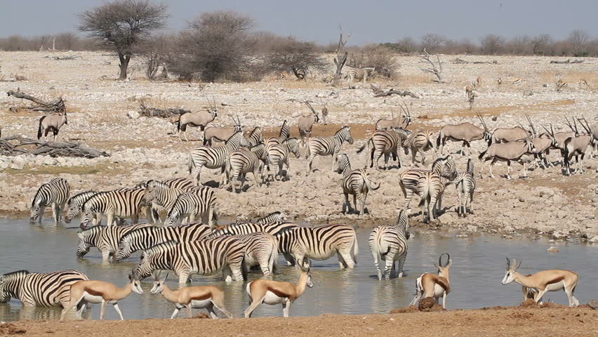 Zebra, Springbok, Kudu, Gemsbok And Wildebeest Gathering At A Waterhole ...