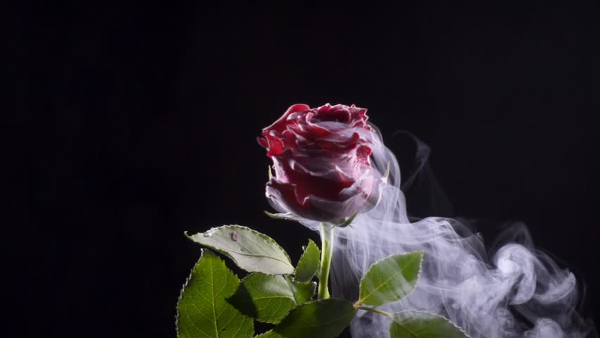 Rose Frozen with Dry Ice Stock Footage Video (100% Royalty-free ...