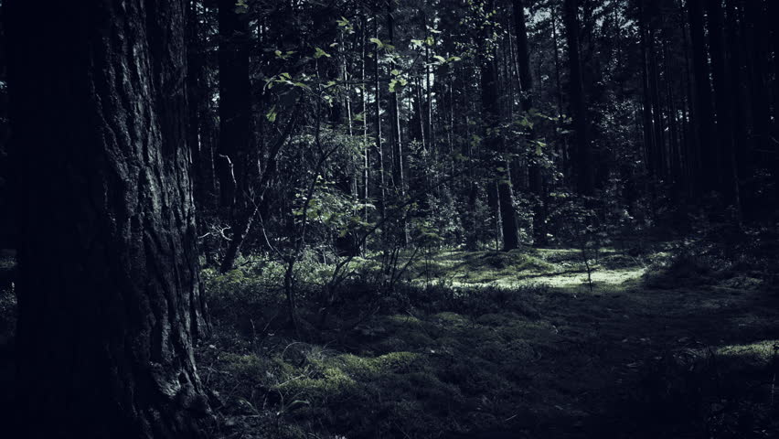 POV Shot As You Walk Through A Spooky Scary Forest At Night, Passing By ...