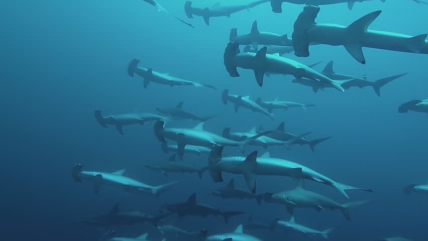 Header of hammerhead