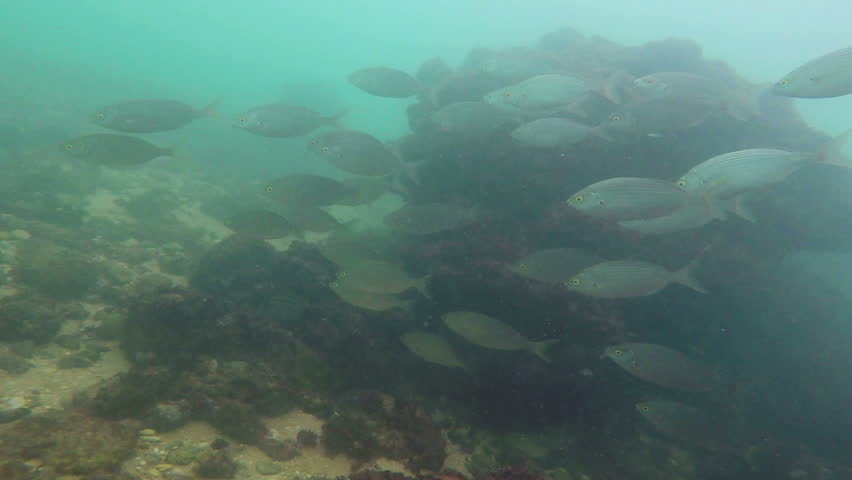Header of robalo