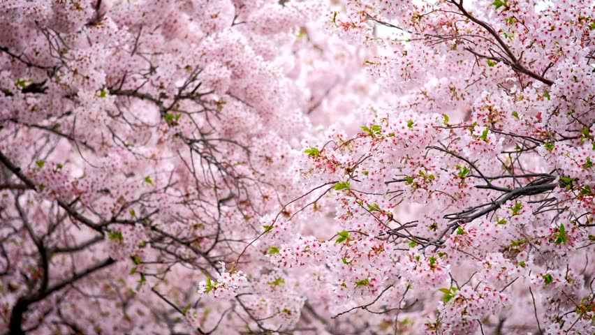 Blooming Sakura Cherry Blossom Background Stock Footage Video