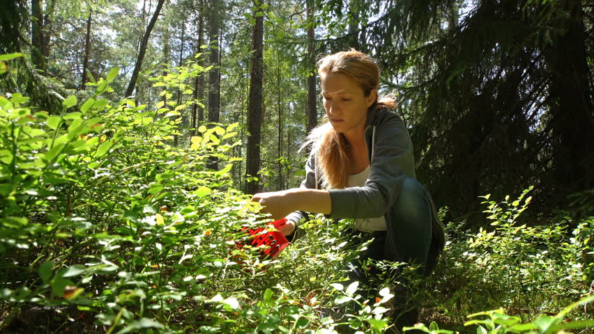 Stock video of woman picking wild berries using a | 30709132 | Shutterstock