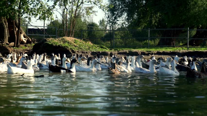 Group of Geese swimming in the water image - Free stock photo - Public ...