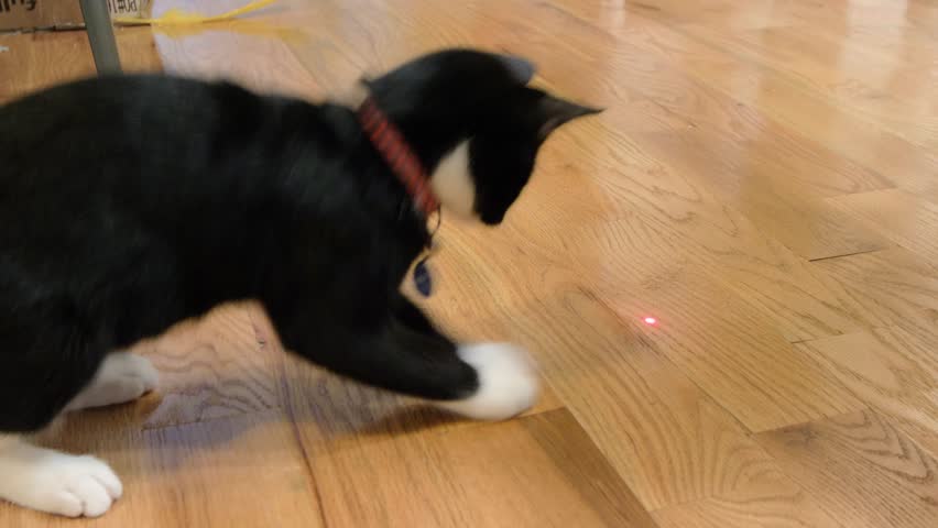 cat chasing red dot