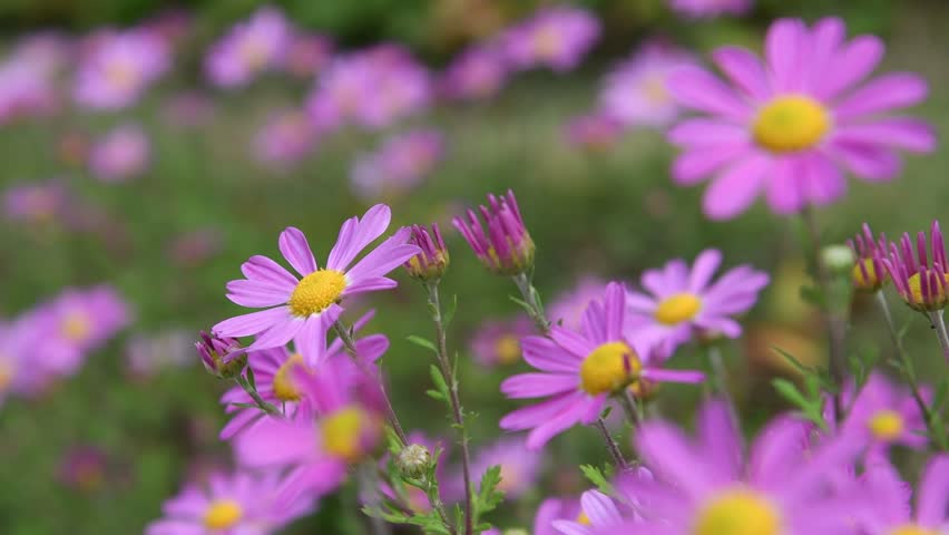 Korean Chrysanthemum Flowersdendranthema Zawadskii Var Stock Footage Video 100 Royalty Free 31112452 Shutterstock - 