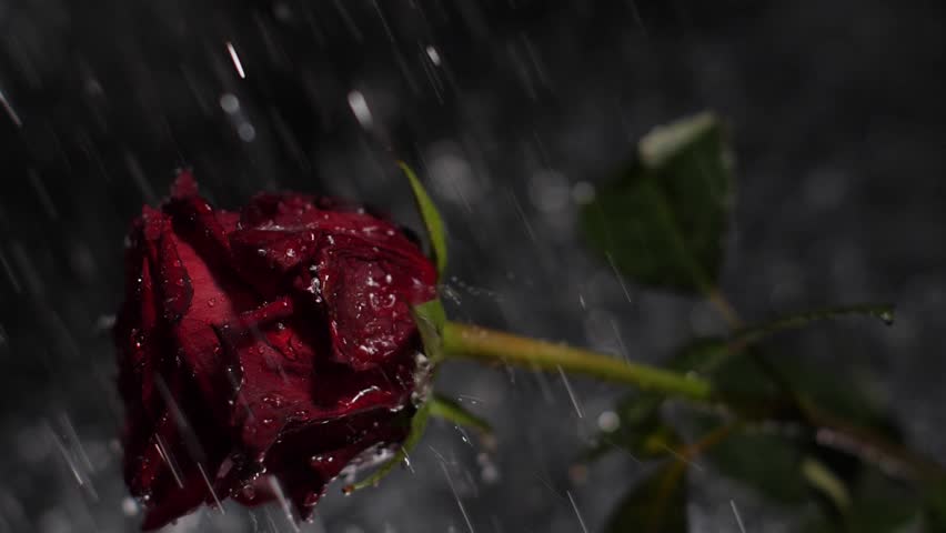 Water Drop Falling On Rose Stock Footage Video 4089337 | Shutterstock