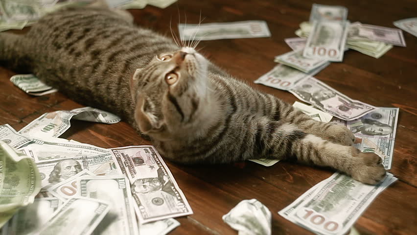 Fat Cat With Money V4 - NTSC Stock Footage Video 767896 | Shutterstock