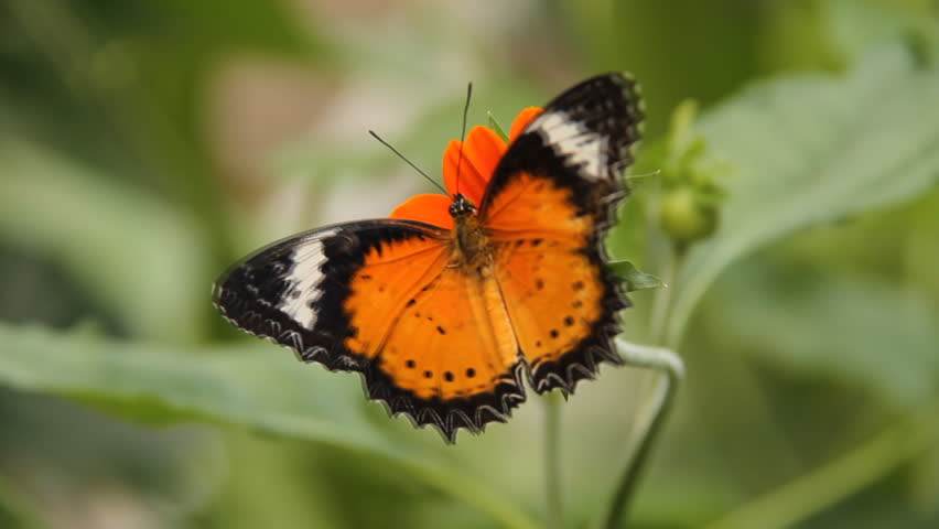 Opciones binarias de mariposa de hierro