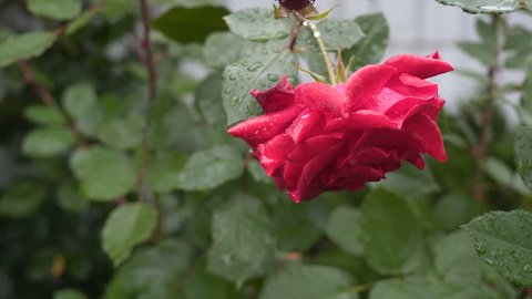 Image result for wind blowing the last rose on the bush